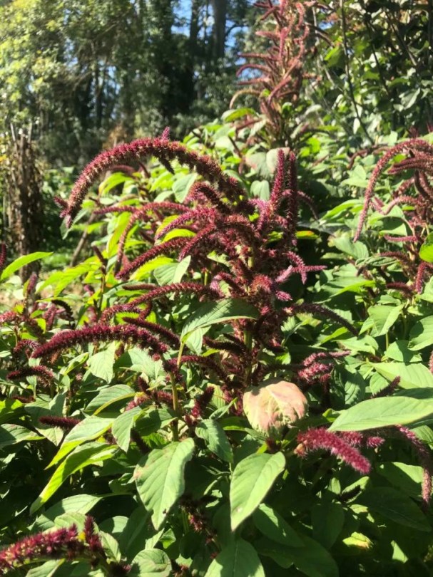 Guarijio amaránt - mexikói tájfajta, Amaranthus sp., amaránt, gabona